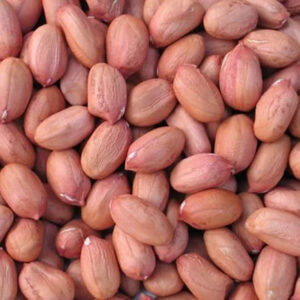 Groundnut